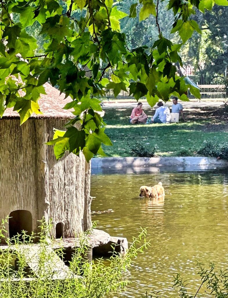 dog in lake in Toulouse, France park, mad dot contender